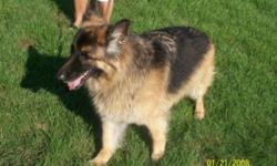 Breed: German Shepherd Dog
 
Age: Senior
 
Sex: M
 
Size: L
Rossi is a awsome boy he is about 10yrs old. He is very well behaved , listen well and great on the leash. Rossi loves to play with the other female dogs. He is an amazing boy and would like to