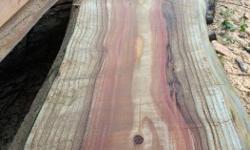 I have a California Red wood tree in two 11 feet sections ready for milling into beautiful slabs with my Alaskan mill.
I have milled a 4" thick by 11 feet long by approx 30 inch wide slab with the live edge. One of the section of the tree will render