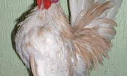 i am selling some serama bantams i have 2 roosters and 4 hens. a pair is  $20 or all for 50.
