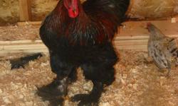 I have several Roosters available,
All are docile, I have NEVER had a problem with any of them being aggressive. We have a 2 year old that goes out and feeds them every day.
1. 2 year old standard Partridge Cochin. $10
2. Blue Splash bantam's, $5 ea.
3. 2