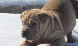 Great looking sharpei x beagle puppies looking a forever home.  Just received there 1st shots dewormed and vet check.  They will get to be about 35 lbs full grown. Well socialized with children and other animals they are a very loyal pet.  Email to set up
