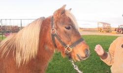 8 yr. old Shetland-type gelding, has been rode lots by kids, been in parades and shows, also broke to harness and has been in parades with a small chuck wagon, used for birthday parties too. We have had him since a yearling, vet care and hooves are always