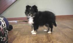 I have one tri-coloured female sheltie puppy ready to go to her new home. She has her first shots and dewormed. Bred from show bloodlines. Very sweet and outgoing personality. She will make a very nice pet. Located near Courtenay on Van. Island, but can