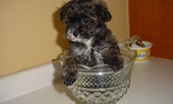 Shi-poo male pup first needle average weight as a adult should be 4 to 5 lbs very sweet boy needs a home to call his own  pictures were taken Jan.8/12 answer this ad or phone 519 327-8371