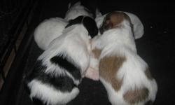 5 adorable Shi-tzu puppies for sale asking $500.00 each,
avaiable 3 male shi-tzu puppies & 2 female shi-tzu puppies,
they come with vet record check & first set of shots and deworming too,
they will be ready to go on Nov. 23/2011
please leave your phone