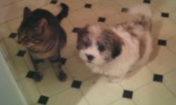 We have one brown and white male tricolored shi tzu puppy left for sale. He has had all of his shots. He is a very healthy little guy and so happy and playful. He is also very cuddly. We have him paper trained, so you will have no problems training him