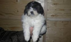 3 male, Shih-Poo puppies available now! Pups have been vet checked, dewormed, and had their 1st shots. Well socialized. Will come with a Puppy Starter Pack, Puppy Food, and a written Health Guarantee! Taxes included in price. Delivery available within
