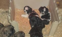 Shih-poo puppies for sale. These little guys are very cute and cuddly. They love to give kisses and are very affectionate. They were born on November 2nd, and will be ready to go as of December 28th! They will be vet checked, vaccinated, and dewormed.