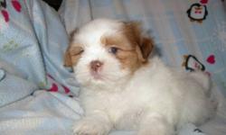 We have for sale 5 beautiful pure bred Shih-Tzus there is 2 males and 3 females-They are hypo-alergenic-Non shedding- great for apartments or condos-Good with children-Very inteligent-They have had there 1st set of needles-Have been dewormed-Come with vet