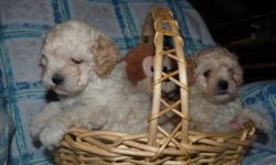Loving Puppies for a Loving Home.
One Male and One Female.
Non shedding and non allergenic.
Great family pet,excellant temperment.
Both parents are on site.
Raised on a good quality food.
Vet checked,first shots,de-wormed, first application of revolution
