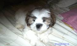Female shih poo for sale she is very cute and playfull. She comes from a litter of 5 and is the last one left. If interested please email or call.