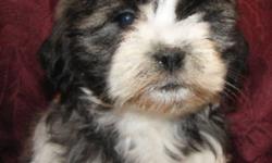 Shih Ztu  X  Poodle puppies.  2 males and 1 female available.  Both parents are on site.  Puppies are vetted, vaccinated and have been dewormed.  Vet records are updated and go home with puppies as well as a puppy starter pack.