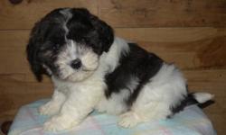 Shih-Poo puppies available now! Pups have been vet checked, dewormed, and had their 1st shots. Well socialized, our children enjoy playing with them! Will come with a Puppy Starter Pack, Puppy Food, and a written Health Guarantee! Taxes included in price.
