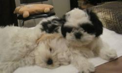 Beautifull Shih Tzu Female and Male Puppies. Very friendly, love to play with kids and other dogs. They are hypoallergenic, non-sheddeing, extremaly friendly and good with people, very easy to train.  Please call me to scheduale the time if u interested