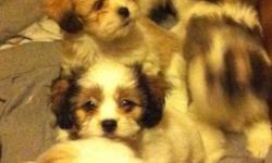 5 very cute Males, both parents are Shih tzu and Lhasa Apso and available for viewing. Please contact Stephen for more information at 604-701-9006. Thanks