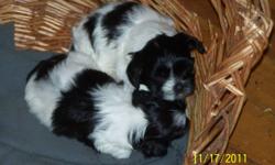 I have 5 shih tzu poodle puppy ready now or i will hold until xmas.  There have first shot and dewormed.  I have both Mom & Dad here to see.  There are black and white and biege and white .  They are eating on own and are started to train for outside, but