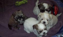 We have 2 family raised Shih Tzu Puppies for sale,1 male and 1 female.These pups are non-allergenic and non-shedding.They are ready to go now.They come vet checked,dewormed and with their first shots.
 
905-239-3241