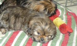 We have 2 shihtzu available. both females. They are not registered and are hypo allergenic and non-shedding. Mom is a fawn color and dad is rare liver color. Both are shihtzu. When fully grown pups should weight between 13-15lbs.
all 4 are shades of brown
