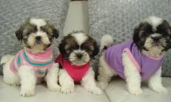 100% SHIH-TZU?
(NOT A MIX)
This a hypoallergenic breed, which means they are non-shedding.
They stay very small, and are ideal for apartments/condos.
 
1 Puppy Available as of January 30/2012:
 
1 GIRL - BROWN/WHITE - $499
 
1st Vaccine
Dewormings
Vet