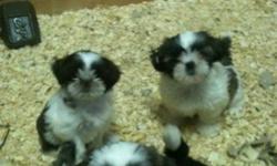 shih tzu puppies ready to go asap for a new home... pls contact 416-856-6643 for serious buyers only... parents both AKC and CKC registered... puppies are CKC registered...
This ad was posted with the Kijiji Classifieds app.