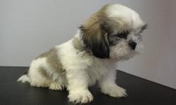 THE PUPPY'S PLACE
  GRAND OPENING SPECIAL!
      ONLY FOR THIS WEEK
PUREBRED SHIH TZU PUPPIES READY TO GO NOW!
 2 MALES AVAILABLE
THEY COME:
VET CHECKED
DE WORMED
1 SET OF VACCINES
MICRO-CHIPPED
FOR MORE INFORMATION PLEASE CONTACT:
EDISON 647 669 3630