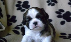 Shih Tzu Puppies $400. Only the female left. Raised in a loving home and are well socialized.  Needled and dewormed.  Vet checked.  Also one year guarantee.  Housebreaking starts at 5 weeks of age with kenneling to the outside.  Will also be familiar with