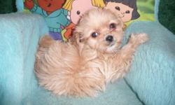 I have 4 golden shih poo puppies looking for forever homes.  Mom is an 11 lb shihtzu , dad is a toy poodle so the puppies should grow to between 6 and 11 lbs.  One girl and 3 boys available. 
Vet checked, dewormed, health guarantee and puppy pack