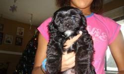 shipoo pups ready to come home 2 females left very cute an cuddly around children daily eating and drinking on their own mother is a purebred shihtzu father is a toy poodle very intelligent dogs non shedding and hypoallergenic must go please call