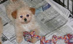 .  I have 4 golden shih poo puppies looking for forever homes.  Mom is an 11 lb shihtzu , dad is a toy poodle so the puppies should grow to between 6 and 11 lbs     
Vet checked, dewormed, health guarantee and puppy pack included.
PHONE IF INTERESTED.