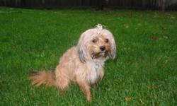 Beautiful Male and Female Shorkie coming from and looking for a loving family. Both are cuddly and fun loving. The female was born July 11, 2010 and the male was born June 17, 2010. All vacinations are up to date. We have a new addition to the family and