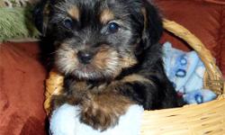 Shorkie puppies (ShihTzu x Yorkie)
 
$350 each
 
1 female left!!
 
Puppies have the following:
 
*Veterinarian health check - signed health record provided
* First Vaccinations
* wormed with Safe-Guard
* Revolution applied
 
Shorkies make excellent family