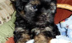2 Shorkie puppies (ShihTzu x Yorkie)
 
$350 each
 
2 males available;
pictures 1 & 2 is boy #2
pictures 3 & 4 is boy #3
 
Puppies have the following:
 
*Veterinarian health check - signed health record provided
* First Vaccinations
* wormed with
