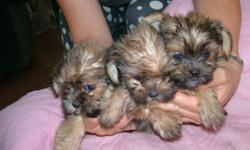 Christmas Special
$50.00 off for the season.
 
 
 l have 2 male and 3 female tea cup  Shorkies born on Sept.24, we are looking for a loving home. They  have there first needle, vet. checked and dewormed,when the vet. came on 17th of Nov. one male weighed