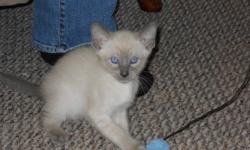 2 beautiful male Blue Point Siamese and 2 female Seal point Siamese kittens are almost ready for their forever homes!!  Please call or e-mail Kelly.  519-363-0909.  Health guaranteed.  Many years of breeding experience.