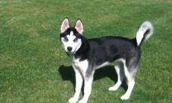 19 week old female siberian husky, very friendly, loves to play, to a good home only. Preferably to a home with a large fenced yard, as she does love to run, not suitable to townhouse. Would love to keep her but relocating for school and can not bring her