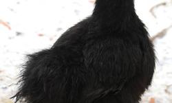 Black Silkie Chickens for sale: roosters and hens. These birds are less than 2 years old (some less than 1 year old). All are healthy. They have access to an outdoor run and a cozy chicken coop. The hens LOVE to sit on their eggs and it won't be any