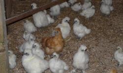 Silkie Chickens For Sale
VALENTINE SPECIAL BUY 10 GET 2 FREE!
Large variety of ages
Price range from $3.00 - $8.00 each
Day old chicks to 15 week old birds
Red and whites available
Excellent brood birds
905-957-4483