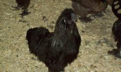 2011 hatched silkie pairs (1 hen and 1 rooster).$20.00 a pair, need to go ASAP, need space for winter. Hens have already started laying. MORE PICTURES UPON REQUEST