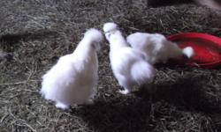 4 silkie chickens $25 for all of them
