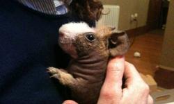 Hello I have a Skinny pig for sale; I bought at pet smart a year ago. He is friendly and loves to run around and spend time with people. He is a real cool pet.  I don?t spend enough time with him, so I am looking for someone who can spend more time with