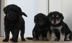 6 "Gollie" puppies. (5 still available)
 
Intelligent, calm, loyal, excellent with children. Easily trainable. Thrive best in a house with a yard (urban setting); not recommended for apartment dwellers. Daily walk recommended as they require mental and