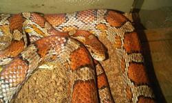 Corn Snake for sale:
About 3ft 6 inchs long
Comes with all the equipment you need:
Heat Lamp
Heat Pad
Thermometer
Water dish
Cave
Terrarium (about 18 inches square)
Substrate
Driftwood climbing stand
