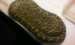 selling my beautiful snake if interested email me back thanks.