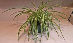 Large, healthy spider plant in 7 inches wide, 3.5 inches high pot.
Please call 250-920-8559 (please don't text!)