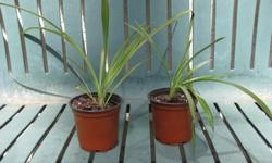 $5/each
This hardy yet gentle looking indoor plant has long wispy leaves and tolerates abuse and neglect well. It prefers a brightly lit indoor space with moderate to low watering. Spider plants put out long runners that frequently bloom with beautiful
