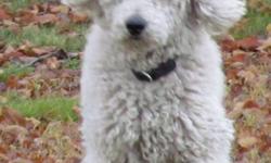 White standard poodle for sale.  He is a great guy that loves people and loves to play ball and frisbee.  Good in the house, car, on leash, likes to be groomed.  Proven breeder.  Needs fenced yard since he is a social butterfly.