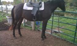 selling my 12 year old standardbred she is a really nice, friendly girl meets you at the gate loves to be brushed, she is 16 HH. Would make a good trail horse, or a good family horse for people with little experience. She is a pacer but it doesnt take