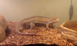 I have a Sudan Plated Lizard for sale. Bought at Pet Smart about 1 year ago, in good health and very friendly. Comes with the lizard, tank, 2 lamps, rock cover, rock water bowl, small rock food dish, tank lid, cricket container and all left over crickets