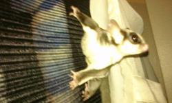 Hello, I have a pair of sugar gliders looking for a loving, knowledgeable or experienced home! They come with an awesome 6 foot tall flexarium cage, pouches and cage cover. They are anywhere from 2 to 4 years old as I am a second owner and not really 100%