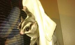 Hello, I am looking for a loving knowledgable or experienced home for my sugar gliders. Very tame and friendly(never bitten). They are young, healthy and around 3 years old. They will come with an awesome 6 foot tall flexarium cage that is washable along